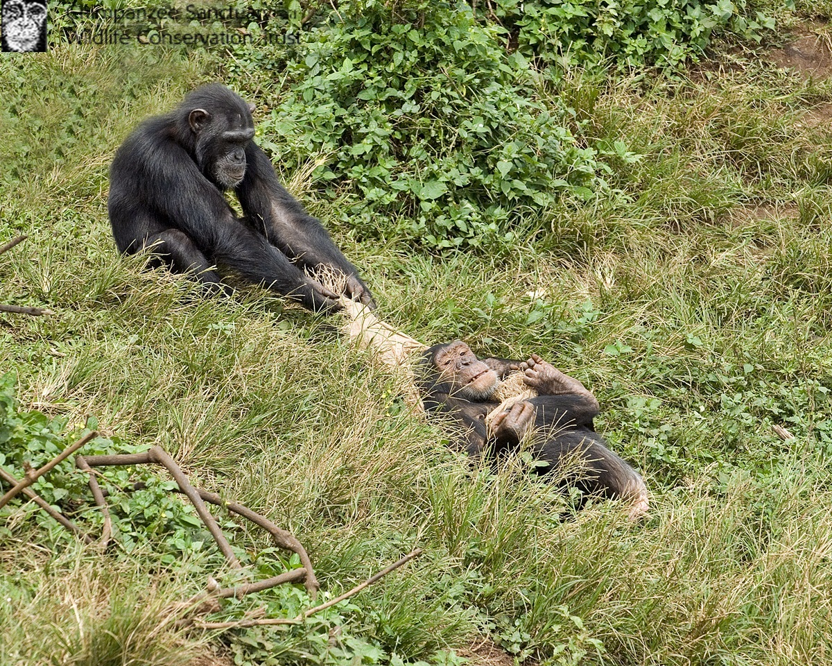 chimps playing